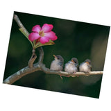 Maxbell 1 Set DIY Diamond Picture with Crystal Painting Kit Hand Craft Three Bird