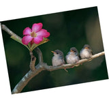 Maxbell 1 Set DIY Diamond Picture with Crystal Painting Kit Hand Craft Three Bird