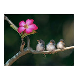 Maxbell 1 Set DIY Diamond Picture with Crystal Painting Kit Hand Craft Three Bird