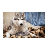 Maxbell 1 Set DIY Diamond Picture with Crystal Painting Kit Hand Craft Dog and Cat