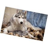 Maxbell 1 Set DIY Diamond Picture with Crystal Painting Kit Hand Craft Dog and Cat