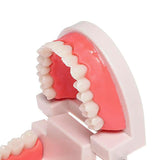 Dental Teeth Model Study Teach Standard Model Teeth Kids Toys