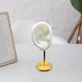 Maxbell Earring Display Stand Ear Model Stud Holder with Base for Birthday Showcase White Right