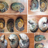 Maxbell 30-40mm Natural Ammonite Shell Gemstone for Pendant Necklace Jewelry Making