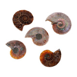 Maxbell 30-40mm Natural Ammonite Shell Gemstone for Pendant Necklace Jewelry Making