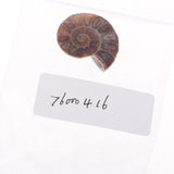 Maxbell 30-40mm Natural Ammonite Shell Gemstone for Pendant Necklace Jewelry Making