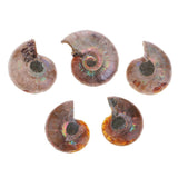 Maxbell 30-40mm Natural Ammonite Shell Gemstone for Pendant Necklace Jewelry Making