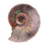 Maxbell 30-40mm Natural Ammonite Shell Gemstone for Pendant Necklace Jewelry Making