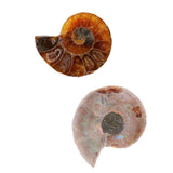 Maxbell 30-40mm Natural Ammonite Shell Gemstone for Pendant Necklace Jewelry Making