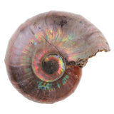 Maxbell 30-40mm Natural Ammonite Shell Gemstone for Pendant Necklace Jewelry Making