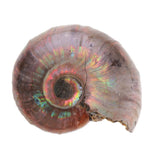 Maxbell 30-40mm Natural Ammonite Shell Gemstone for Pendant Necklace Jewelry Making