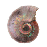 Maxbell 30-40mm Natural Ammonite Shell Gemstone for Pendant Necklace Jewelry Making