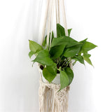 Max Plant Hanger Manual Knitted Cotton Rope Basket Plant Hanging Decoration #3