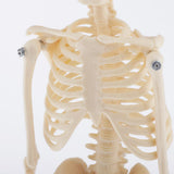 Max Realistic 45cm Mini Human Body Skeleton Model Set School Educational Tools