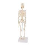 Max Realistic 45cm Mini Human Body Skeleton Model Set School Educational Tools