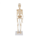 Max Realistic 45cm Mini Human Body Skeleton Model Set School Educational Tools
