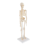 Max Realistic 45cm Mini Human Body Skeleton Model Set School Educational Tools