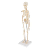 Max Realistic 45cm Mini Human Body Skeleton Model Set School Educational Tools