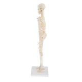 Max Realistic 45cm Mini Human Body Skeleton Model Set School Educational Tools