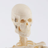 Max Realistic 45cm Mini Human Body Skeleton Model Set School Educational Tools