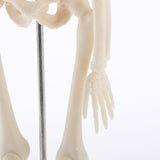 Max Realistic 45cm Mini Human Body Skeleton Model Set School Educational Tools