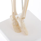 Max Realistic 45cm Mini Human Body Skeleton Model Set School Educational Tools