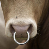Maxbell Multifunction Cattle Nose Ring Durable Nose Circle Easy to Use for Supplies S