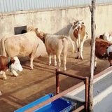 Maxbell Thickened Cow Neck Collar Adjustable Farm Animals Selection for Farm Hunting 100cm