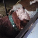 Maxbell Thickened Cow Neck Collar Adjustable Farm Animals Selection for Farm Hunting 100cm