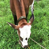 Maxbell Thickened Cow Neck Collar Adjustable Farm Animals Selection for Farm Hunting 100cm