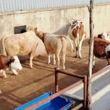 Maxbell Thickened Cow Neck Collar Adjustable Farm Animals Selection for Farm Hunting 130cm