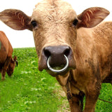 Maxbell Cattle Nose Ring Smooth Husbandry Accessory Durable for Supplies Accessories L