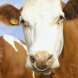 Maxbell Cattle Nose Ring Smooth Husbandry Accessory Durable for Supplies Accessories M