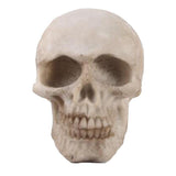 Max 1:1 Mini Realistic Replica Human Skull Resin Skull Skeleton