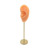 Maxbell Earring Display Stand Human Ear Model Stud Holder Showcase Jewelry Organizer Left Normal Skin