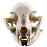 Maxbell Resin Cat Skull Skeleton Figurine Aquarium Fish Tank Landscape Decoration