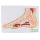 Maxbell 1:1 Human Foot Joint Ankle Muscle Skeleton MRI Section Medical Model