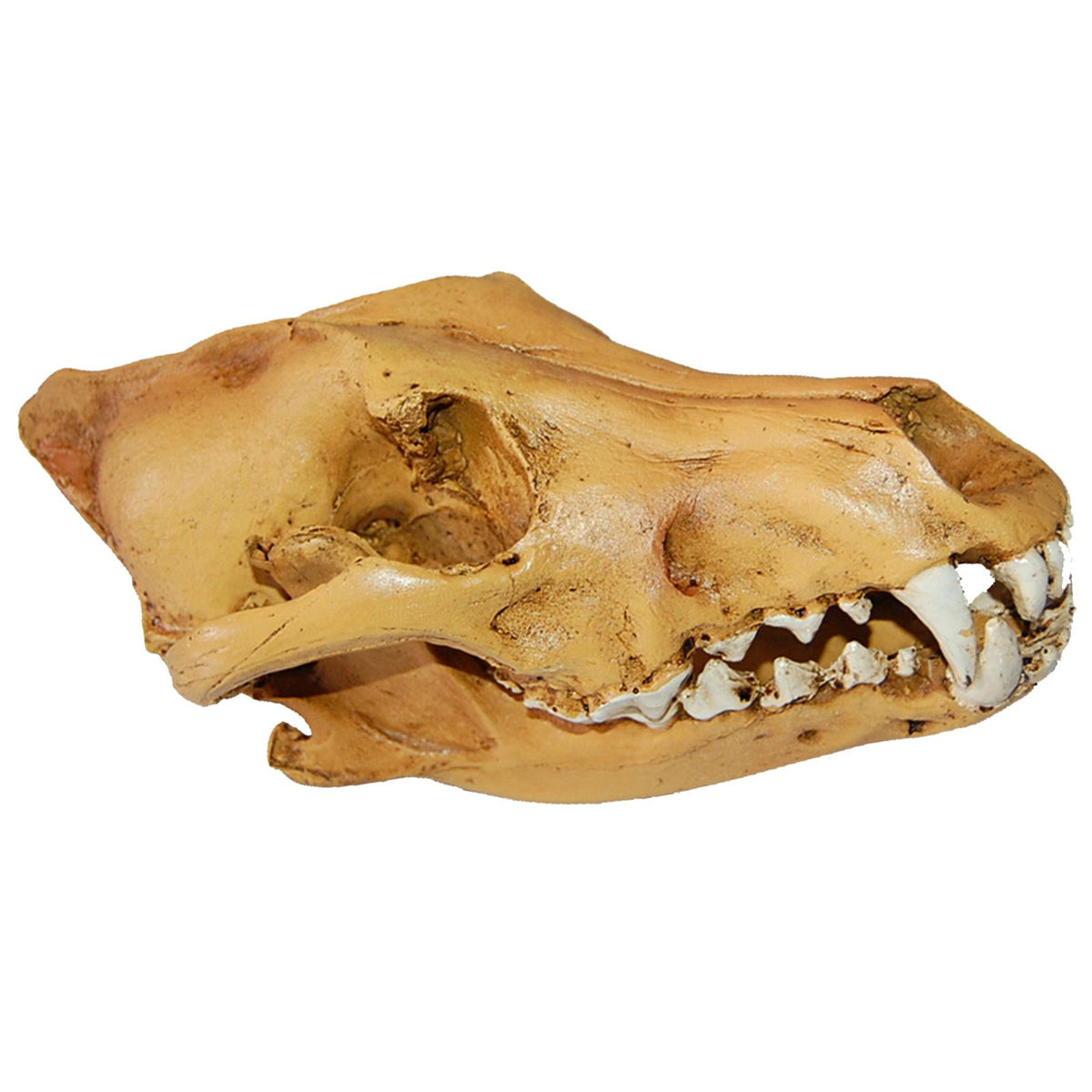Maxbell Resin Wolf Skull Replica Head Model Figurine Collection Bar Tabletop Decor
