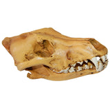 Maxbell Resin Wolf Skull Replica Head Model Figurine Collection Bar Tabletop Decor