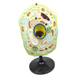 Max Maxb 1pc Typical Plant Cell Model Cross-Section Scientific Teaching Aids Supplies