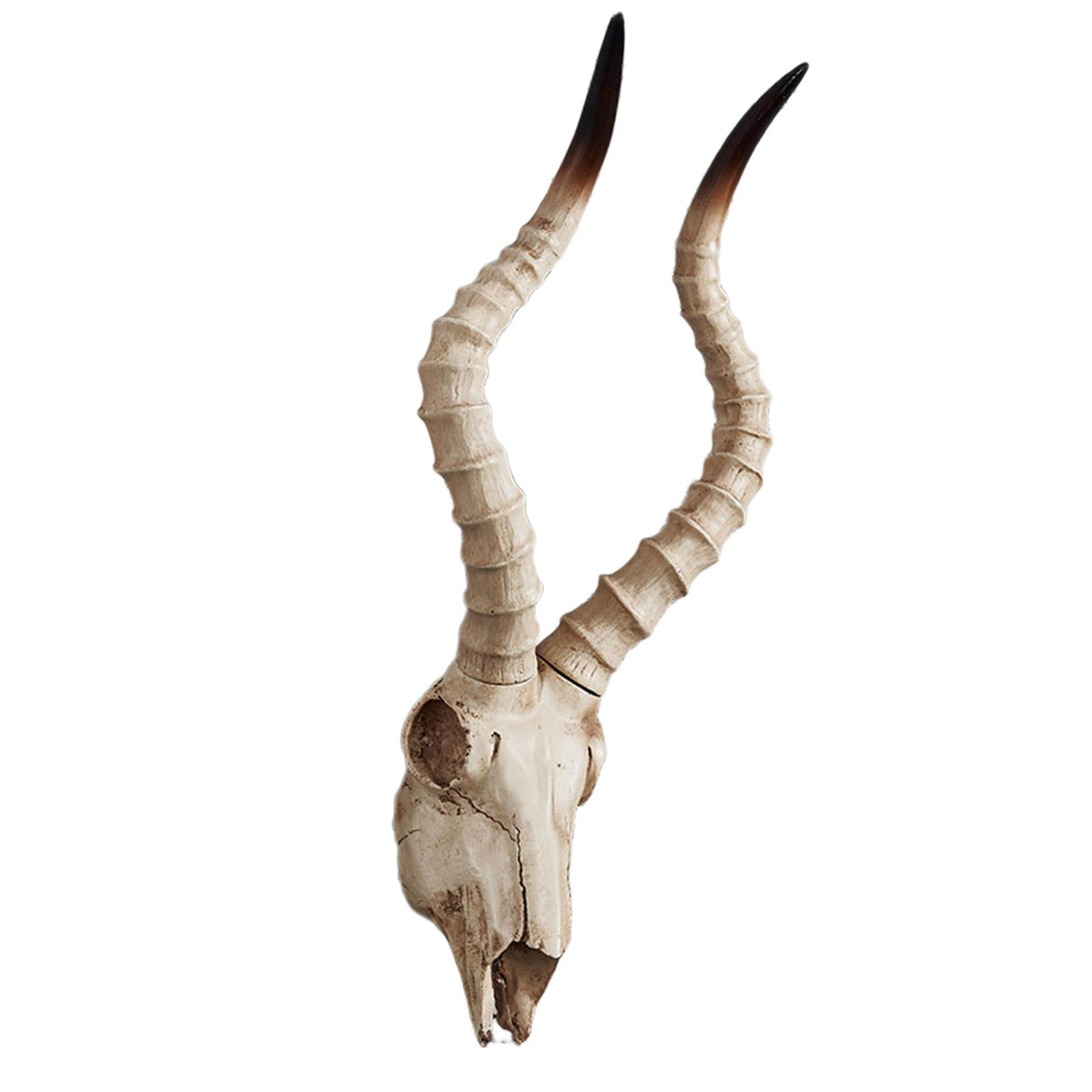 Maxbell Resin Long Horned RAM Decor Skull Wall Mount Skull Decor for Home Office C 56.5x21.5x13cm