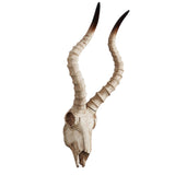 Maxbell Resin Long Horned RAM Decor Skull Wall Mount Skull Decor for Home Office C 56.5x21.5x13cm