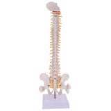 Maxbell Mini 49cm Tall Anatomical Human Vertebral Column with Pelvis & Femur Spine Model Skeleton Collectibles
