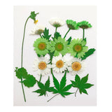 Maxbell 13/14/15Pcs Pressed Leaves Natural Dried Flowers Scrapbooking Card making F