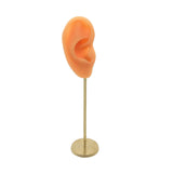 Maxbell Earring Display Stand Human Ear Model Stud Holder Showcase Jewelry Organizer Right Normal Skin