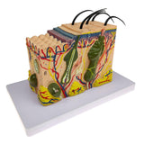 Max Maxb 1pc Skin Structure Model 35X Enlarged Model Science Display Teaching Aids
