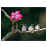 Maxbell 1 Set DIY Diamond Picture with Crystal Painting Kit Hand Craft Three Bird