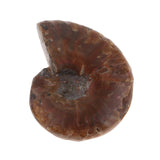 Max Natural Conch Snail Ammonite Stone DIY Crafts Jewelry Making