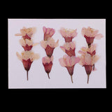 Max 12 Pack Natural Pressed Dried Flowers Side Pressed Sakura Flowers For Scrapbooking Arts Crafts Epoxy Resin Jewelry Making DIY Phone Cover Decoration