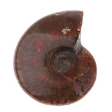 Max Natural Conch Snail Ammonite Specimens for DIY Jewelry Making